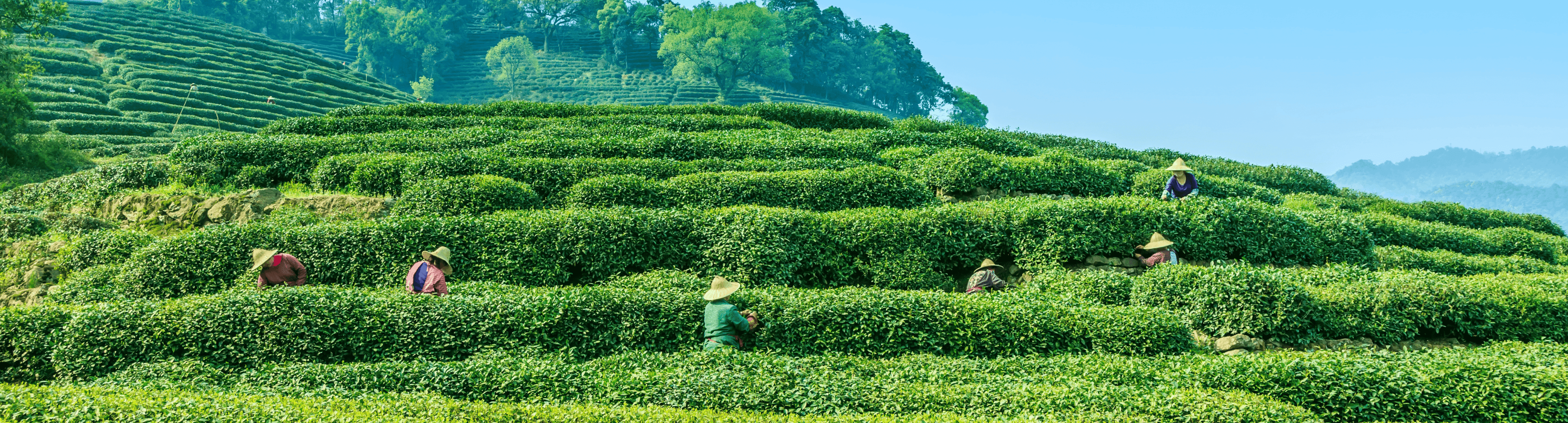 Tea Garden Background